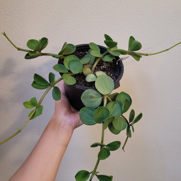 Peperomia Hope