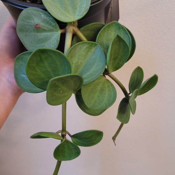 Peperomia Hope