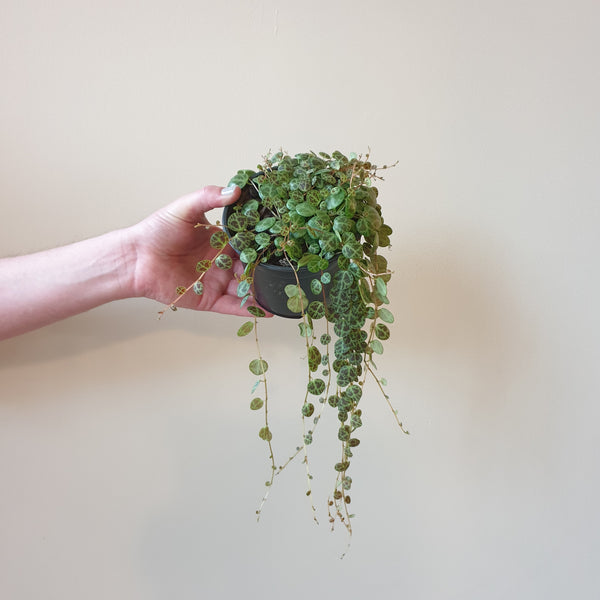 String of Turtles