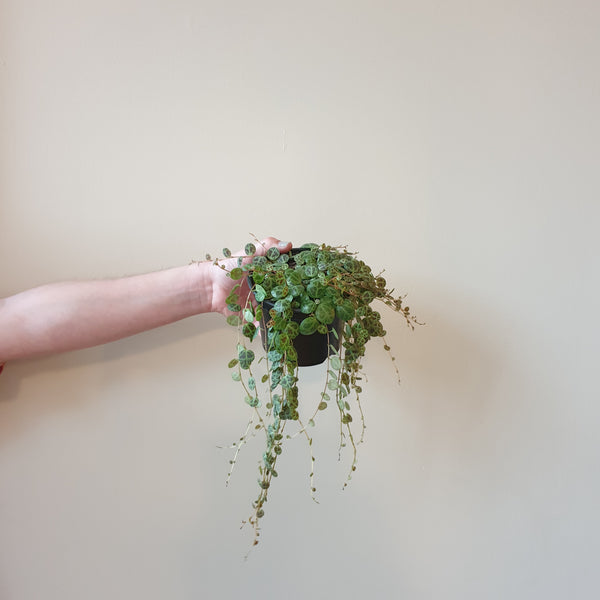 String of Turtles