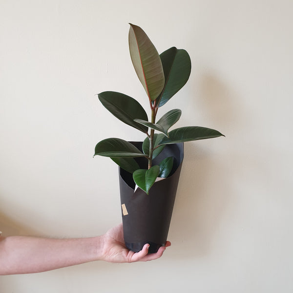 Ficus Robusta Rubber Plant - Small