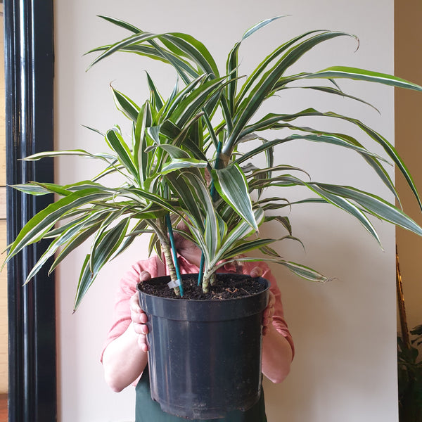 Dracaena Lemon Lime - Large