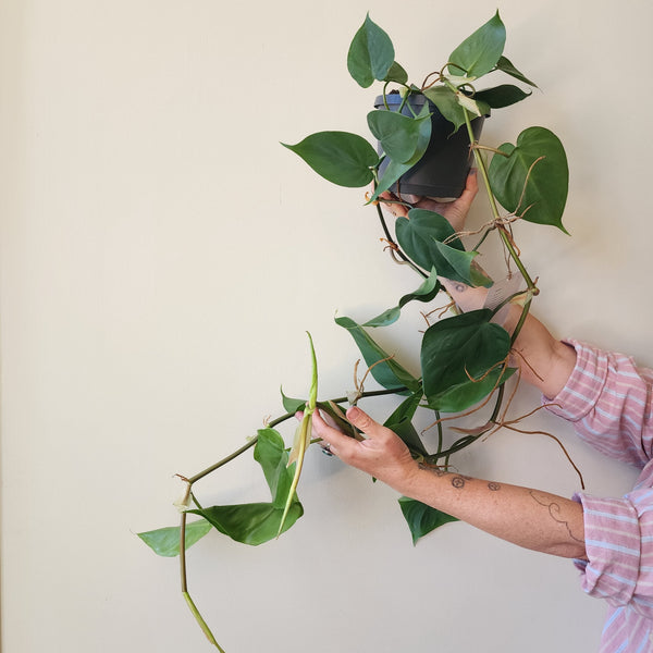 Heart Leaf Philodendron - Large