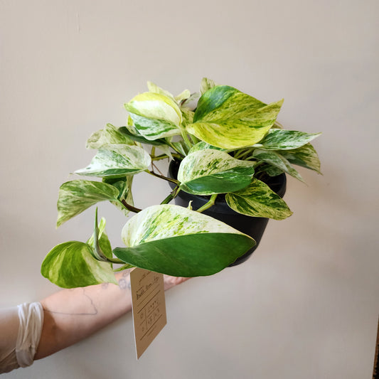 Marble Queen - large