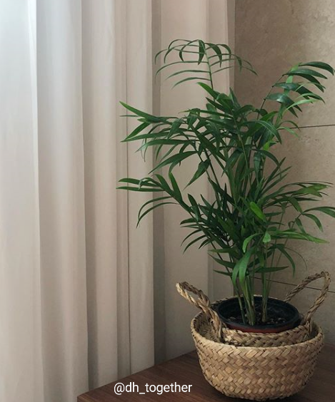 Parlour Palm - Small