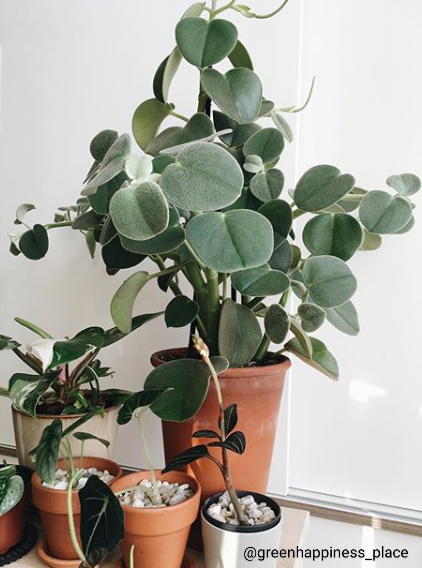 Peperomia Incana - large