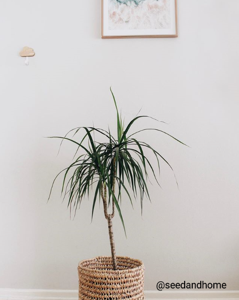 Dracaena Marginata -  Small