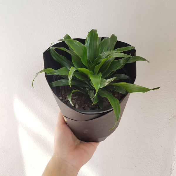 Dracaena Janet Craig Compacta