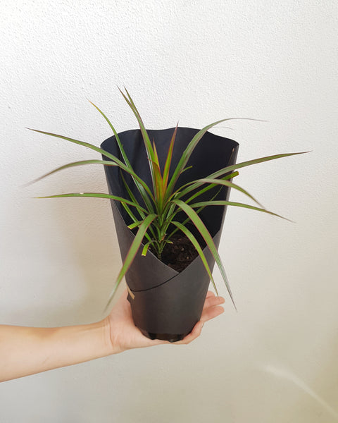 Dracaena Marginata -  Small