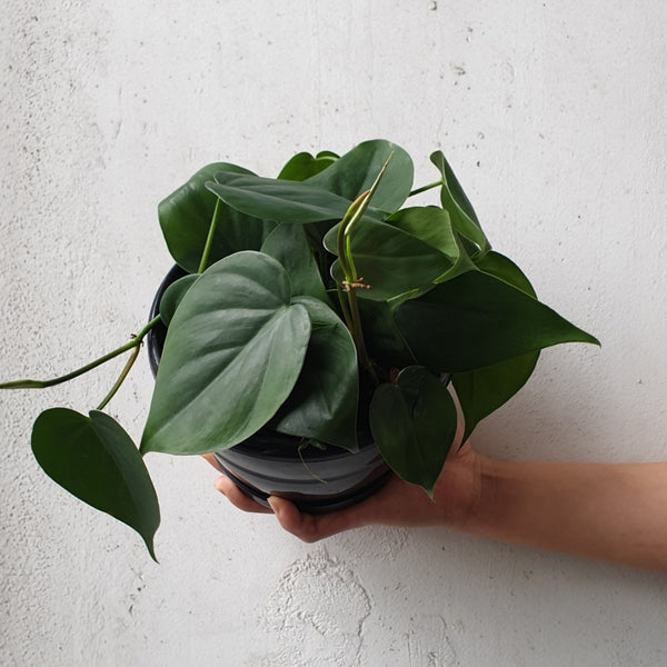 Heart Leaf Philodendron