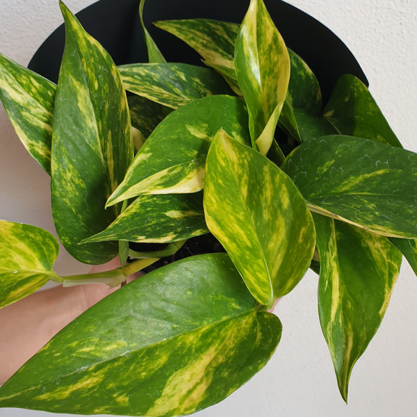 Golden Pothos - Small