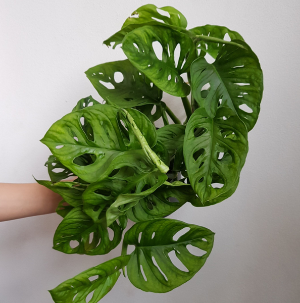 Monkey Mask  Vine