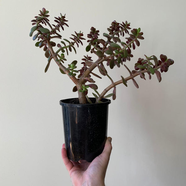 Mixed Succulent - Medium