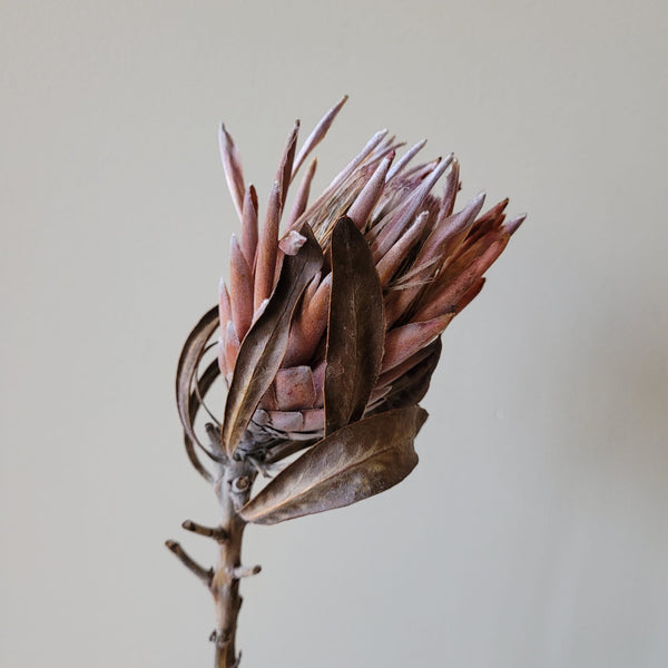 Dried Protea 'Pink Ice'