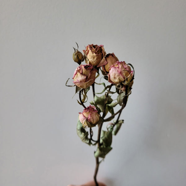 Dried Spray Rose - Blush