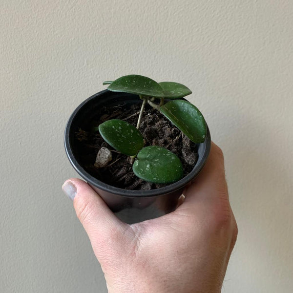 Hoya Mathilde