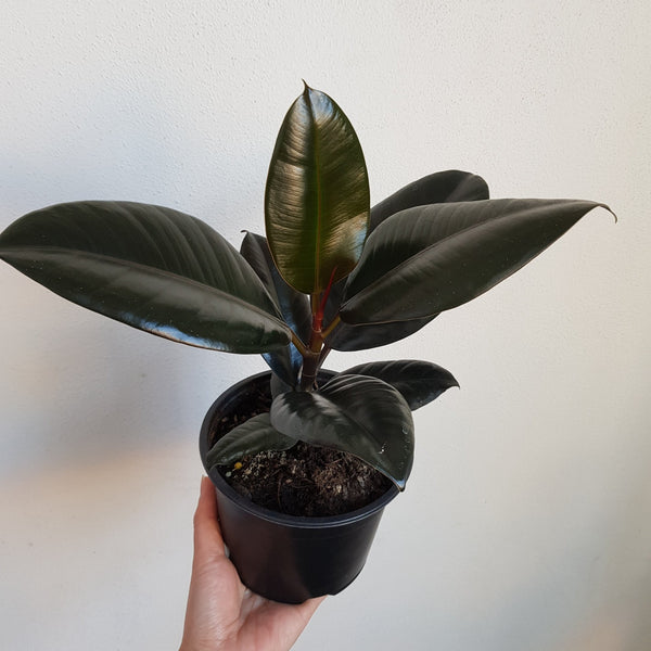 Ficus Black Knight - Small