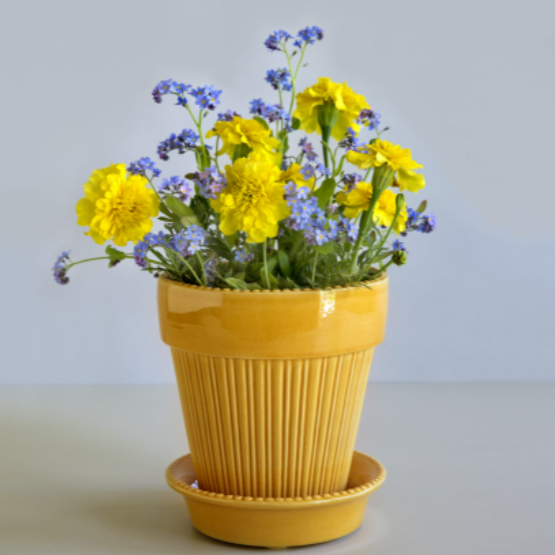 Simona - Glazed Yellow Amber