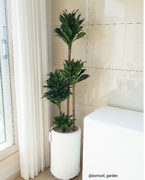 Dracaena Janet Craig Compacta