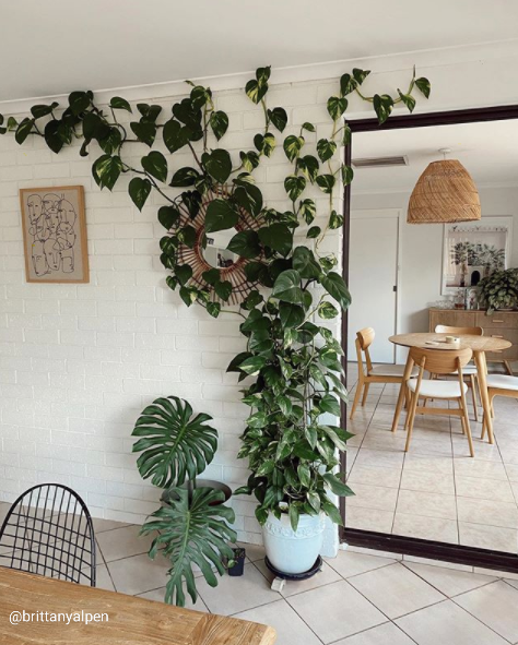 Golden Pothos - Small
