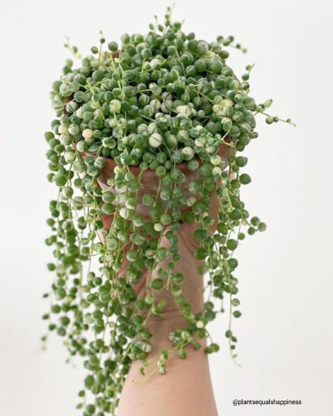 Variegated String of Pearls