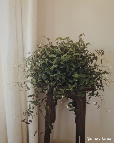 Bridal Veil - medium
