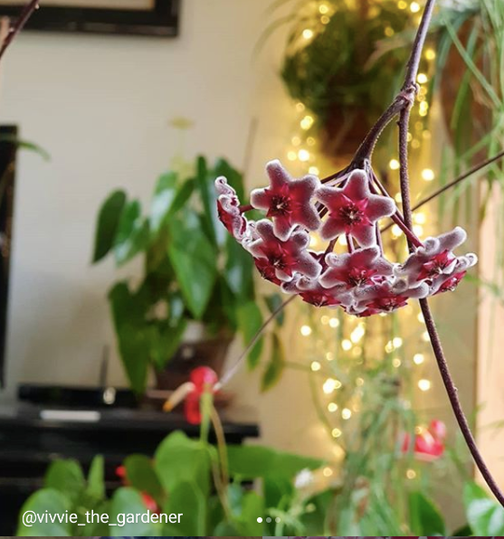 Hoya Red Buttons